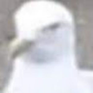 Meet your Posher, Calvin